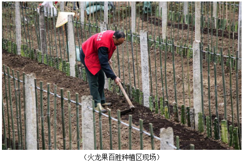 沃土春播正当时　必胜客扶业计划开新篇