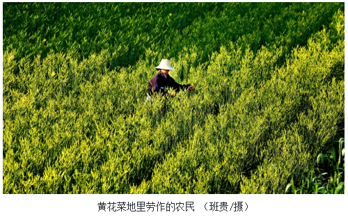 当肯德基“助力”黄花菜　一碗暖心粥 舌尖上的传统